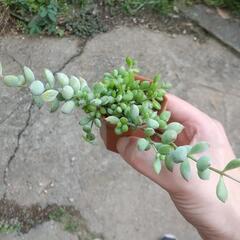 多肉植物 ペンデンスの画像