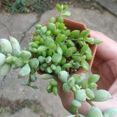 多肉植物 ペンデンス