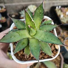 チタノタブルー（実生）