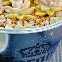 ③🍀𝗻𝗲𝘄🍀白牡丹、桜牡丹など🌸多肉植物セット