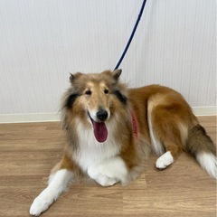 大型犬 ラフコリー ︎︎ 