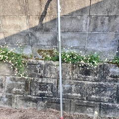 高枝切りバサミ