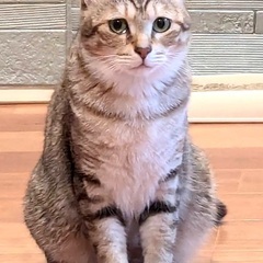 薄茶のキジトラ性格花丸♪