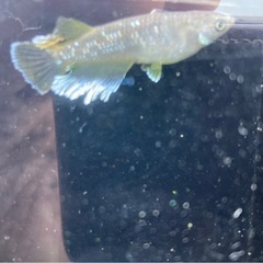 フロマージュ メダカ卵30個+aの画像