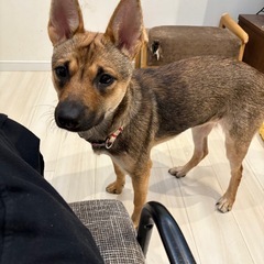 紀州犬×四国犬MIX