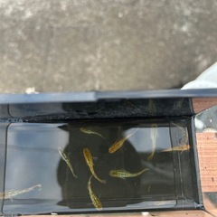 令和サファイア　メダカ　めだかの画像