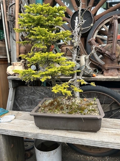 蝦夷松盆栽、松盆栽、赤蝦夷松盆栽、大型盆栽 アカエゾマツ盆栽、北海道高山蝦夷松 蝦夷松盆栽、松盆栽、赤蝦夷松盆栽、大型盆栽 アカエゾマツ盆栽