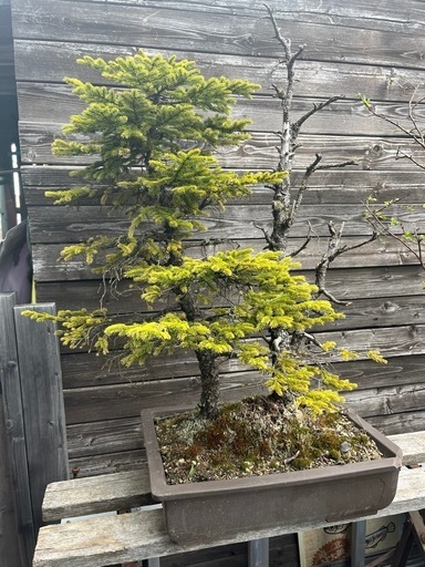 赤蝦夷松盆栽、アカエゾマツ盆栽、大雪山アカエゾマツ盆栽、蝦夷松盆栽、80センチ