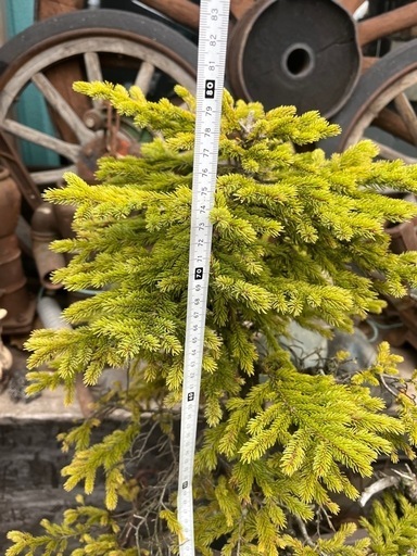 赤蝦夷松盆栽、アカエゾマツ盆栽、大雪山アカエゾマツ盆栽、蝦夷松盆栽