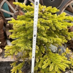 赤蝦夷松盆栽、アカエゾマツ盆栽、大雪山アカエゾマツ盆栽、蝦夷松盆栽、80センチの画像