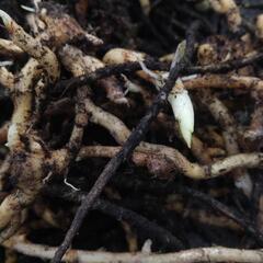 ミョウガ　みょうが　苗　地下茎　急募！の画像