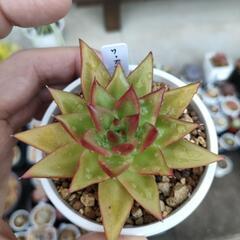 多肉植物　リップスティック