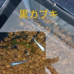 人気の！黒カブキめだか①🖤有精卵✨