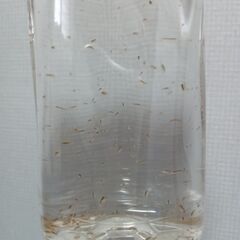 オオミジンコ　500ｍｌ　ペットボトル入り　 　　　　　　　　　　　　　　　　　　　　25.5.7の画像