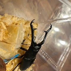 ケイスケギラファ雌単探してます