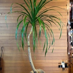 観葉植物 ドラセナカンボジアーナ②