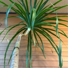 観葉植物 ドラセナカンボジアーナ②の画像