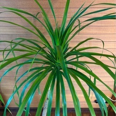 観葉植物 ドラセナカンボジアーナ②の画像