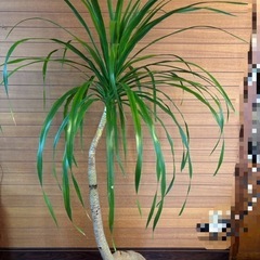 観葉植物 ドラセナカンボジアーナ②の画像