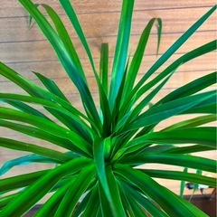 観葉植物 ドラセナカンボジアーナ②の画像
