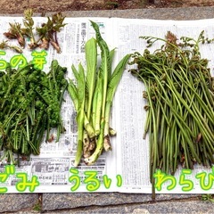 毎週限定2組！月山天然物朝採り山菜！の画像