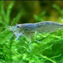 ミナミヌマエビ中サイズ10匹プラスベビー数匹の画像