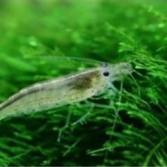 ミナミヌマエビ中サイズ10匹プラスベビー数匹の画像