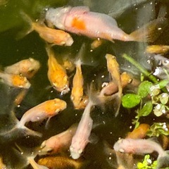 自宅繁殖の金魚　選別外
