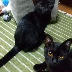家で飼っていた黒猫が逃げ出しました、情報提供お願いします！
