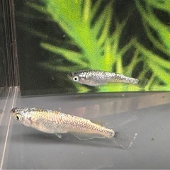 めだか　ネプチューン　★値下げ★の画像
