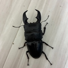 スマトラオオヒラタクワガタ アチェ  オス単 93mmの画像