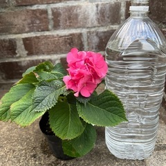 ③紫陽花 アジサイ 園芸花植物ガーデニング