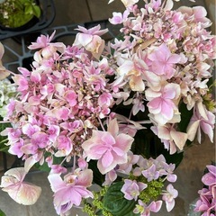 ④紫陽花 アジサイ 園芸花植物ガーデニング　