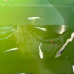 混ざり　メダカ　30匹の画像