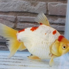 　オランダ金魚　