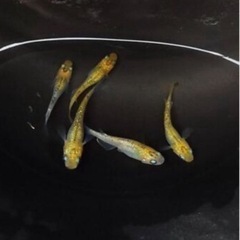 夜桜ゴールド　稚魚5匹