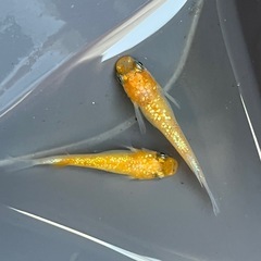 みかん 1ペア めだか 現物の画像