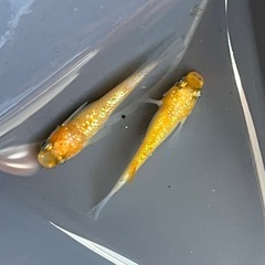みかん 1ペア めだか 現物