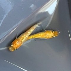 みかん 1ペア めだか 現物の画像