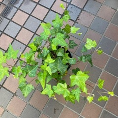64-アイビー　②　の画像