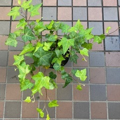 64-アイビー　②　