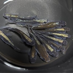 メダカ 黒椿 12匹 めだか