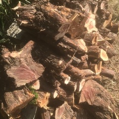 薪　カイズカイブキの画像