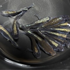 メダカ 黒椿 12匹 めだかの画像