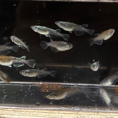 メダカ 黒椿 12匹 めだかの画像