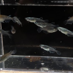 メダカ 黒椿 12匹 めだかの画像