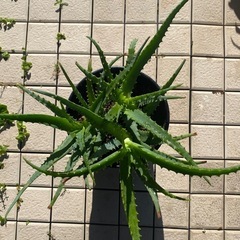 65-キダチアロエ　⑧-3本立ての画像