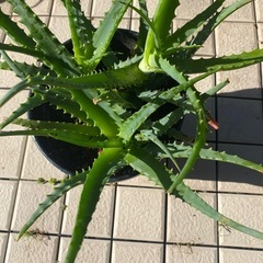 65-キダチアロエ　⑧-3本立て