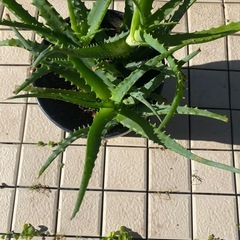 65-キダチアロエ　⑧-3本立ての画像