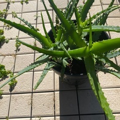 65-キダチアロエ　⑧-3本立ての画像